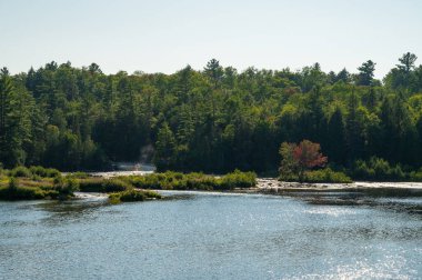 Aşağı Tahquamenon Şelalesi nehrinin etrafındaki Yaz Foilage 'ı. Yüksek kalite fotoğraf