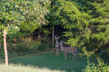 Dale Hallow State Parkı 'nda Odocoileus Virginianus adlı bir patikanın açılışında iki yetişkin beyaz kuyruklu geyik. Yüksek kalite fotoğraf