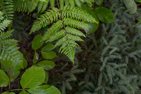Bol Yapraklı Canlı Yeşil Yapraklı Bir Vaha — Stok fotoğraf