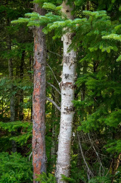 White Birch Tree Betula Papyrifera Forest High Quality Photo Stock Picture