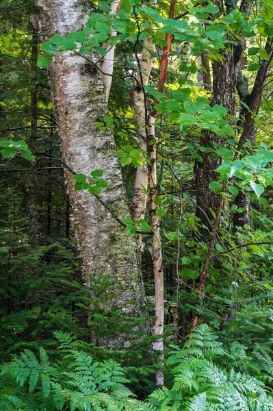 Lush Green Forest Highlighting White Birch Tree Betula Papyrifera Filled Stock Image