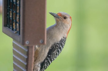Close-up Red-bellied Woodpecker at Feeder Melanerpes carolinus. High quality photo clipart