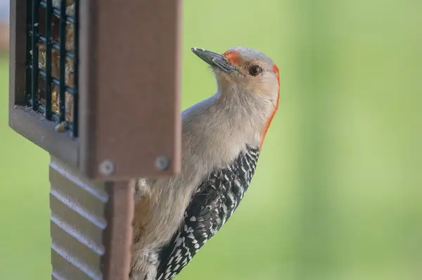 Close Red Bellied Woodpecker Feeder Melanerpes Carolinus High Quality Photo Telifsiz Stok Imajlar