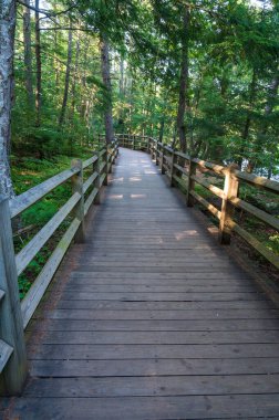 Kopya-Uzay ile Tahta Yol 'da Doğa Yürüyüşü. Yüksek kalite fotoğraf