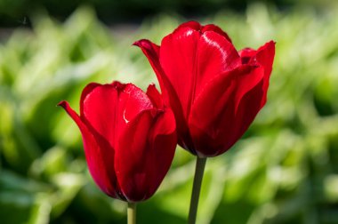 Bulanık Arkaplan Tulipa 'lı Kırmızı Lale Çifti ve Kopya-Uzay. Yüksek kalite fotoğraf