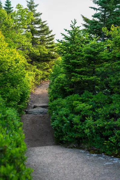 Stock image Forest Pathway in Acadia National Park. High quality photo