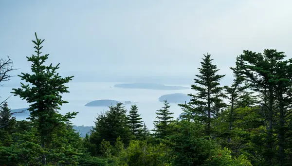 Stock image Cadillac Mountain Scenic Evergreen Trees with Ocean View with Copy-Space. High quality photo