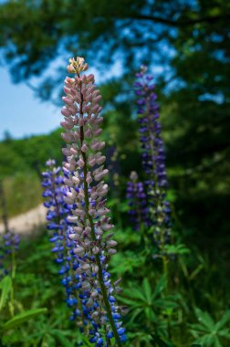 Pembe ve Mor Lupineler 'in yakın çekimi. Yüksek kalite fotoğraf