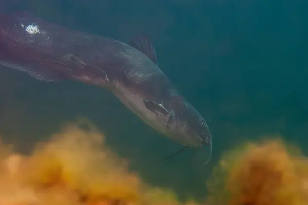 stock image Underwater View of a Channel Catfish Ictalurus punctatus. High quality photo