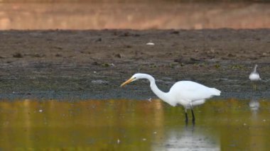 Şık beyaz Doğu balıkçıl balığı gün doğumunda kıyı şeridi yakınlarında sakin sularda balık avlıyor. Yüksek kalite 4k görüntü