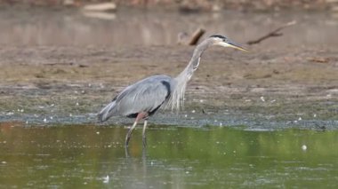 Büyük mavi balıkçıl avlanıyor ve kameraya doğru hızla dönüyor. Yüksek kalite 4k görüntü