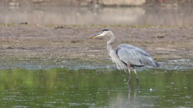 Sabahın erken saatlerinde sakin bir yerde avlanan büyük mavi balıkçıl. Yüksek kalite 4k görüntü