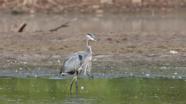 Büyük bir mavi balıkçıl sığ sularda hareketsiz durur. Yakındaki bir ördek kıyıda dinlenirken çevreyi balık için tarar. Bataklık güzelliğini gözler önüne seriyor.