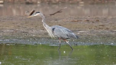 Sabahın erken saatlerinde sakin bir yerde avlanan büyük mavi balıkçıl. Yüksek kalite 4k görüntü