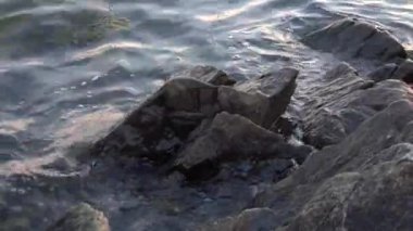 Gün batımında Acadia Ulusal Parkı 'nın kayalık kıyı şeridine hafif dalgalar çarpar ve suların kenarında sakin bir atmosfer yaratır. Yüksek kalite Tam HD görüntü