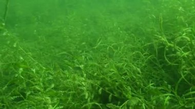 Bitkiler arasında hareket eden küçük mavi gagalı Lepomis makrovirüsü ile yoğun sualtı bitki örtüsü. Yüksek kalite 4k görüntü