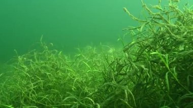 Bitkiler arasında hareket eden küçük mavi gagalı Lepomis makrovirüsü ile yoğun sualtı bitki örtüsü. Yüksek kalite 4k görüntü