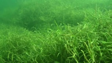 Bitkiler arasında hareket eden küçük mavi gagalı Lepomis makrovirüsü ile yoğun sualtı bitki örtüsü. Yüksek kalite 4k görüntü