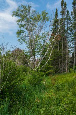 Orman Ormanı 'ndaki Uzun Beyaz Huş Ağacı Betula Papirferası. Yüksek kalite fotoğraf