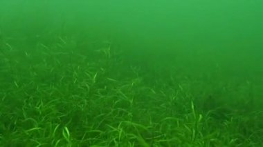 SCUBA dalgıcı sağlıklı ot yatağının üzerindeki tatlı su gölünde sallanıyor. Yüksek kalite 4k görüntü