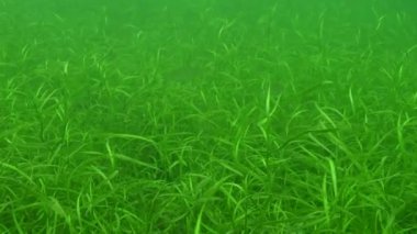 Genç Bluegill Lepomis makroşirüsü yoğun otlarda yüzüyor. Yüksek kalite 4k görüntü