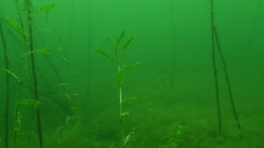 Su bitkisi potamogeton kıvrımlı gölet otunun yakın çekimi. Yüksek kalite 4k görüntü