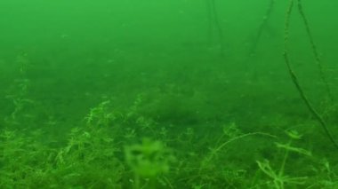Juvenile Bluegill Lepomis makrokirüsü okulu su bitkileri arasında ilerliyor. Yüksek kalite 4k görüntü