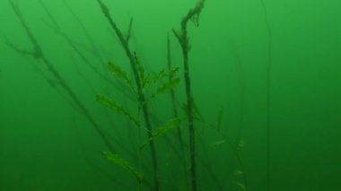 Su bitkisi potamogeton kıvrımlı gölet otunun yakın çekimi. Yüksek kalite 4k görüntü