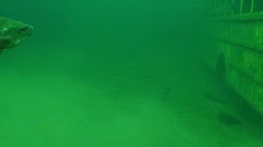 İki Gökkuşağı Alabalığı Oncorhynchus Öpücüğüm bir okul otobüsünün yanında yüzüyor. Yüksek kalite 4k görüntü