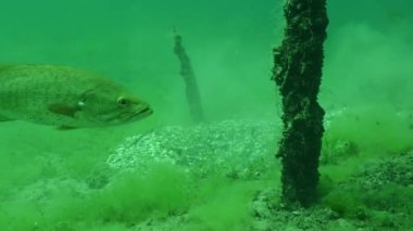 Largemouth Bass Micropterus Nigricans bir tatlı su gölünün dibinde yüzüyor. Yüksek kalite 4k görüntü
