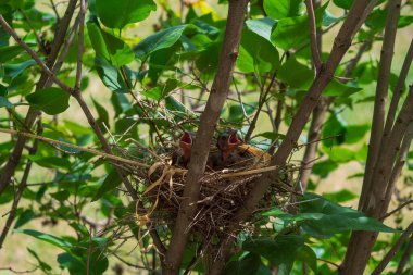 Two Baby Cardinals Cardinalis cardinalis at Nest Amongst Green Lilac Leaves. High quality photo clipart