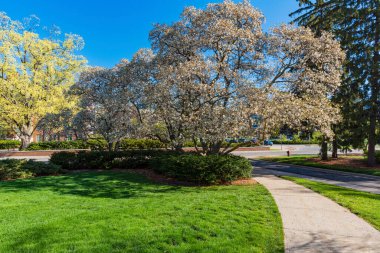Bahar boyunca çiçek açan manolya ağaçları. Yüksek kalite fotoğraf