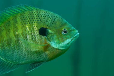 Underwater View of a Bluegill Lepomis macrochirus in Its Habitat with Copy-Space. High quality photo clipart