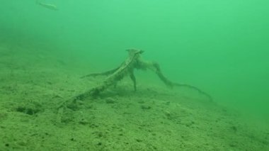 Arkadaki bulutlu tatlı su gölünde Büyük Ağız Bas Mikropterus Nigrican ile su altı kütüğü. Yüksek kaliteli FullHD görüntüler