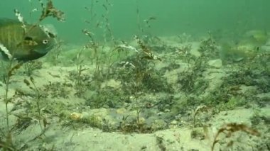 Yumurtlama yataklarında birden fazla Bluegill Lepomis makroşirüsü. Yüksek kaliteli FullHD görüntüler