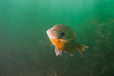 Vibrant Northern Bluegill Lepomis macrochirus Hovering in Lake with Copy-Space. High quality photo clipart