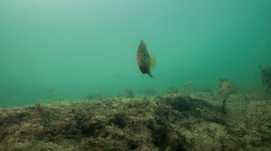 Bluegill Lepomis Macrochirus sualtı kamerasıyla fotokopi uzayı ile karşı karşıya. Yüksek kalite fotoğraf