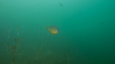 Tatlı su habitatında gezinen Bluegill Lepomis gibbosus. Yüksek kalite fotoğraf