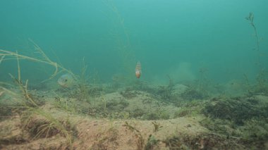 Freshwater Bluegill Lepomis macrochirus Hovering over spawning beds. High quality photo clipart