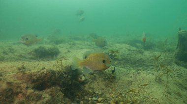 Freshwater Bluegill Lepomis Macrochirus over Spawning Beds. High quality photo clipart