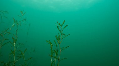 Kıvırcık Pondweed Potamogeton Crispus sualtı fotokopi uzayı ile. Yüksek kalite fotoğraf
