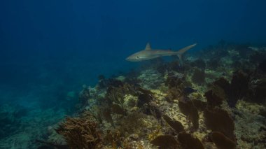 Genç Karayip resif köpekbalığı Carcharhinus Perez resifin üzerinde yüzüyor. Yüksek kalite fotoğraf