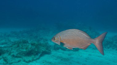 Bermuda chub Kyphosus sectatrix, fotokopi-uzay ile resif arka planda yüzüyor. Yüksek kalite fotoğraf