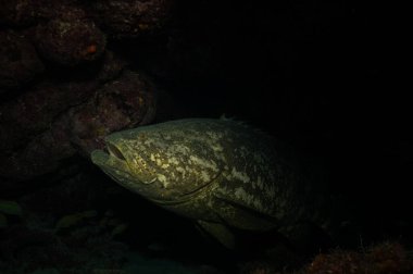 Atlantik Goliath orfozu Epinephelus itajara mercan resifinde gölgelerde saklanıyor. Yüksek kalite fotoğraf