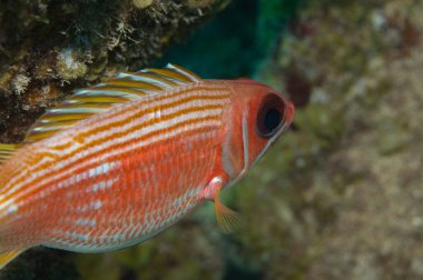Longspine sincap balığı Holocentrus Rufus 'un mercan kayalıklarında yüzerken yakın çekimi. Yüksek kalite fotoğraf