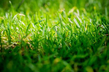 nicely cut grass in the garden