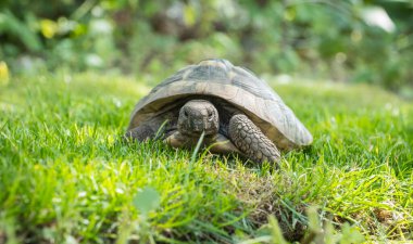 Eastern Hermann's tortoise, European terrestrial turtle, Testudo hermanni boettgeri, turtle on the lawn in nature
