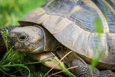 Eastern Hermann's tortoise, European terrestrial turtle, Testudo hermanni boettgeri, turtle on the lawn in nature