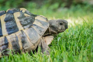 Eastern Hermann's tortoise, European terrestrial turtle, Testudo hermanni boettgeri, turtle on the lawn in nature