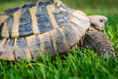 Eastern Hermann's tortoise, European terrestrial turtle, Testudo hermanni boettgeri, turtle on the lawn in nature